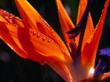 Close-Up Detail of a Bird of Paradise (Strelitzia Reginae) Plant, Honolulu, Oahu, Hawaii, USA Photographic Print by Ann Cecil