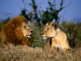Lion and Lioness Mating Couple at Rest, Masai Mara National Reserve, Rift Valley, Kenya Photographic Print by Mitch Reardon