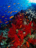 School of Anthias Near Red Soft Coral on Abu Nuhas Reef in Red Sea, Suez, Egypt Photographic Print by Mark Webster