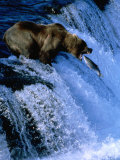 Shannon Nace - Brown Bear (Grizzly) Fishing at Waterfall, Alaska, USA - Fotografik Baskı Shannon Nace - Brown Bear (Grizzly) Fishing at Waterfall, Alaska, USA - Fotografik Baskı