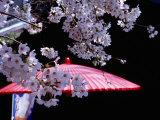 Red Umbrella and Cherry Blossoms, Kyoto, Japan Photographic Print by Frank Carter