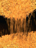 Chinese Rice Harvest, Beijing, China Photographic Print by Keren Su