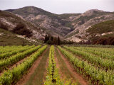 Vineyard and Typical Alpilles Landscape Near Mausanne, Provence-Alpes-Cote d'Azur, France Photographie par Diana Mayfield