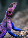 Flat-Headed Rock Agama (Agama Mwanzae), Serengeti National Park, Arusha, Tanzania Photographie par Ariadne Van Zandbergen