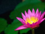 Lily Pond Flower New Orleans, Louisiana, USA Photographic Print by John Hay