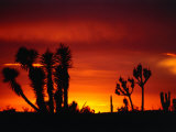 Century Plant and Common Cactus Silhouetted at Sunset Near Guerrero Negro, Guerrero Negro, Mexico Photographic Print by Woods Wheatcroft