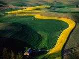 Aerial View of Canola Fields in Palouse Hills Region, Washington, USA Photographic Print by Jim Wark