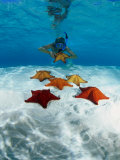 Snorkeller Looking at Cusion Sea Stars Near Marsh Harbour, Marsh Harbour, Bahamas Photographic Print by Michael Lawrence