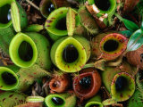Nepenthes Or Pitcher Plants, Sarawak, Malaysia Lámina fotográfica por Mark Daffey Nepenthes Or Pitcher Plants, Sarawak, Malaysia Lámina fotográfica por Mark Daffey