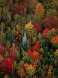 Fall Colours of the Forest, Lubec, Maine, USA Photographie par Jim Wark