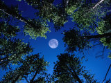 Full Moon and Lodgepole Pines in Tenmile Range, Rocky Mountain National Park, Colorado, USA Photographie par Karl Lehmann