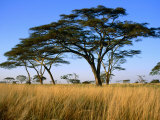 Acacia Trees on Serengeti Plains, Serengeti National Park, Tanzania Fotografisk tryk af Dennis Johnson