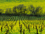 Vineyard Covered in Mustard Blossoms, Napa Valley, USA Photographic Print by Nicholas Pavloff