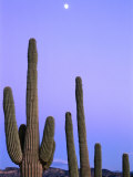 Saguaro Cacti (Carnegiea Gigantea) and High Full Moon Superstition Mountains, Arizona, USA Photographic Print by Rob Blakers