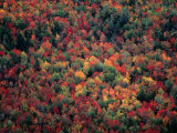 Fall Colour in the Treetops, Machias, Maine, USA Photographie par Jim Wark