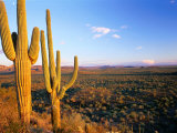 Saguaro Cactus (Carnegiea Gigantea) in Desert Superstition Mountains, Arizona, USA Photographic Print by Rob Blakers