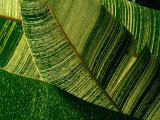 Banana Palm Frond Detail, USA Photographic Print by Nicholas Pavloff