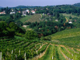 Vineyards along Kahlenburg Strasse, Near Wine Village of Nussdorf, Vienna, Austria Photographic Print by Diana Mayfield