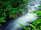 Stream in Topiary Garden in Front of the Town Church, Zarcero, Costa Rica Photographic Print by Alfredo Maiquez