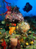 Diving in Colourful Reef, South of Scott's Head Village, Scott's Head, Dominica Fotografie-Druck von Michael Lawrence