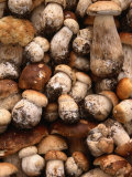 Field Mushrooms for Sale by Roadside Near Cluj-Napoca, Cluj-Napoca, Cluj, Romania, Photographic Print by Diana Mayfield