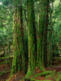 Myrtle Beech (Nothofagus Cunninghamii) in Mersey Valley Rainforest, Tasmania, Australia Fotografisk trykk av Rob Blakers Myrtle Beech (Nothofagus Cunninghamii) in Mersey Valley Rainforest, Tasmania, Australia Fotografisk trykk av Rob Blakers