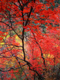 Colourful Leaves on Trees, Zion National Park, Utah, USA Photographic Print by Rob Blakers