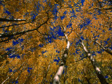 Aspen Trees, Aspen, Colorado, USA Photographic Print by Richard Cummins