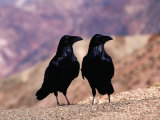 Two Ravens at Dantes View, Death Valley National Park, USA Photographic Print by Richard Nebesky