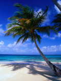 A Palm Tree Bends to the Caribbean Sea on a Key in the San Blas Islands, San Blas, Panama Photographic Print by Alfredo Maiquez