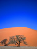 Tree and Sand Dune, Namib Desert Park, Namibia Photographic Print by David Wall