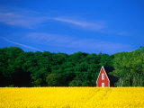 Rape Field, Red House and Forest, Kullaberg Skane, Kullaberg, Skane, Sweden Fotografisk tryk af Anders Blomqvist Rape Field, Red House and Forest, Kullaberg Skane, Kullaberg, Skane, Sweden Fotografisk tryk af Anders Blomqvist