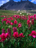 Wildflowers at Sneffels Ridge, Colorado, USA Fotografisk trykk av Rob Blakers Wildflowers at Sneffels Ridge, Colorado, USA Fotografisk trykk av Rob Blakers
