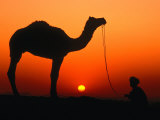 Dallas Stribley - Camel and Herder Silhouetted at Sunset, at Camel Fair, Pushkar, Rajasthan, India Fotografická reprodukce