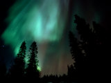 Aurora Borealis (Northern Lights) in Forest, Kuusamo, Finland Photographic Print by David Tipling