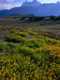 Wildflowers and Mountains in Distance Grand Teton National Park, Wyoming, USA Photographic Print by Rob Blakers