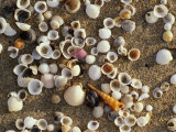 Shells on Sand, Marang, Terengganu, Malaysia Photographic Print by Richard I'Anson