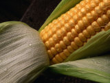 Cob of Corn with Water Droplets, Australia Photographic Print by John Hay