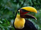 Chestnut-Mandibled Toucan, or Swainsons Toucan, from the Darien Rainforest, Panama Fotografie-Druck von Alfredo Maiquez