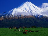 Cattle Graze Beneath the Dormant Volcano Mt. Taranaki, or Egmont, Taranaki, New Zealand Photographie par David Wall