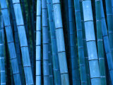 Bamboo, Kyoto, Japan Photographic Print by Frank Carter