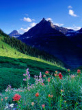 Colourful Wildflowers and Mountain Backdrop Near Logan Pass, Glacier National Park, Montana, USA Photographie par Gareth McCormack