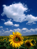 Sunflowers in Anatolia, Turkey Photographie par Izzet Keribar