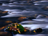 Stream and Mossy Rock Great Smoky Mountains National Park, Tennessee, USA Photographie par Rob Blakers