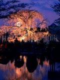 Giant Cherry Blossom Tree in Maruyama Park, Kyoto, Japan Photographic Print by Frank Carter