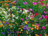 Colourful Wildflowers, USA Lámina fotográfica por Richard I'Anson Colourful Wildflowers, USA Lámina fotográfica por Richard I'Anson