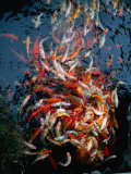 Whirlpool Fish Frenzy at Feeding Time at Koi Carp Pool, 