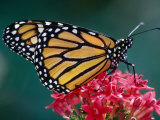 Monarch Butterfly on a Pink Flower at the White River Gardens, Indianapolis, Indiana, USA Photographie par Richard Cummins