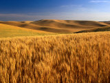 Champs de blé, Palouse, Etats-Unis Photographie par Brent Winebrenner