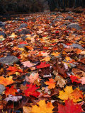 Fall Leaves Create a Patchwork of Colours, Great Smoky Mountains National Park, Tennessee, USA Photographic Print by Rob Blakers